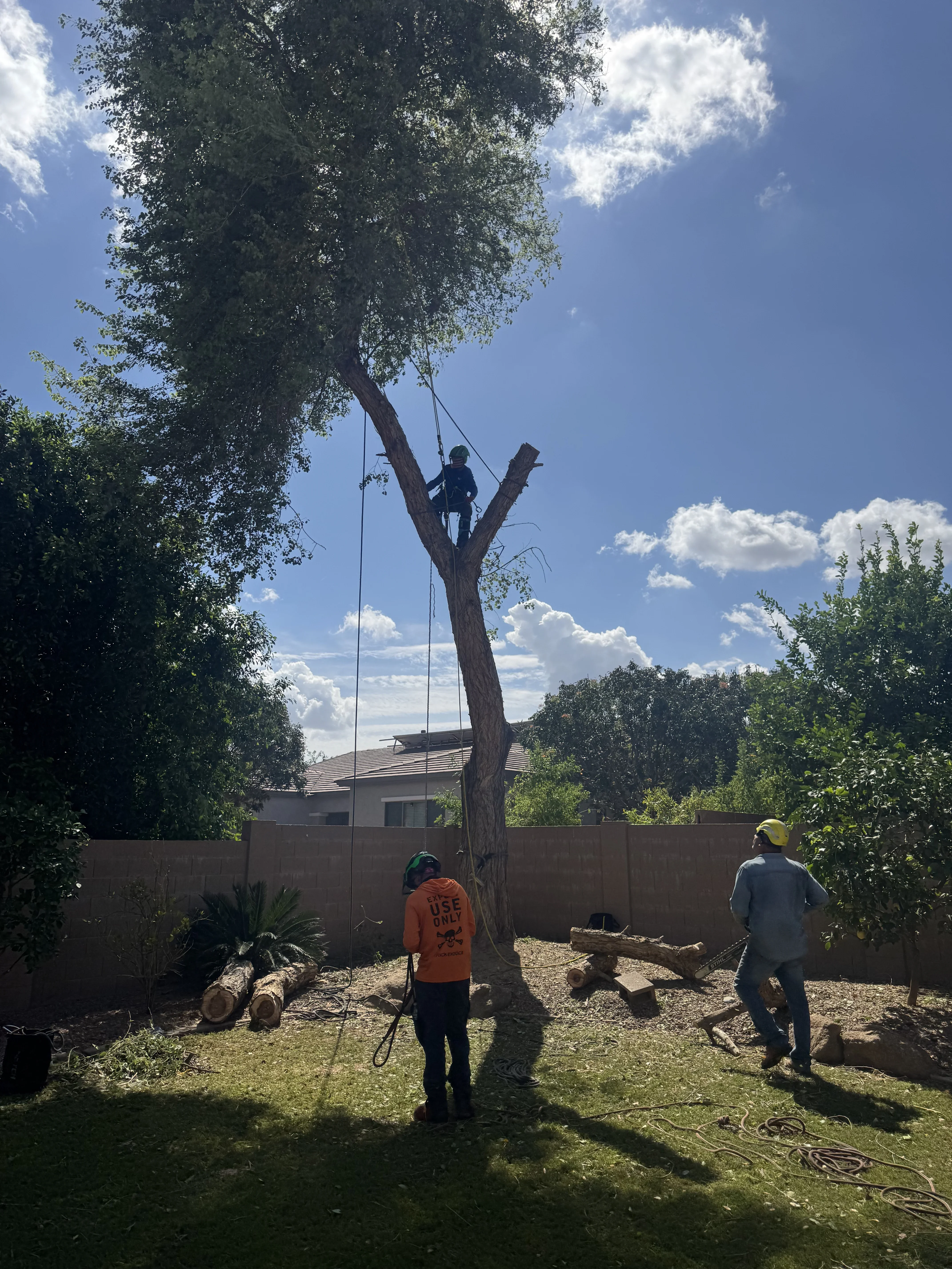 Arborist in safety gear descending large tree trunk with rope rigging during removal operation