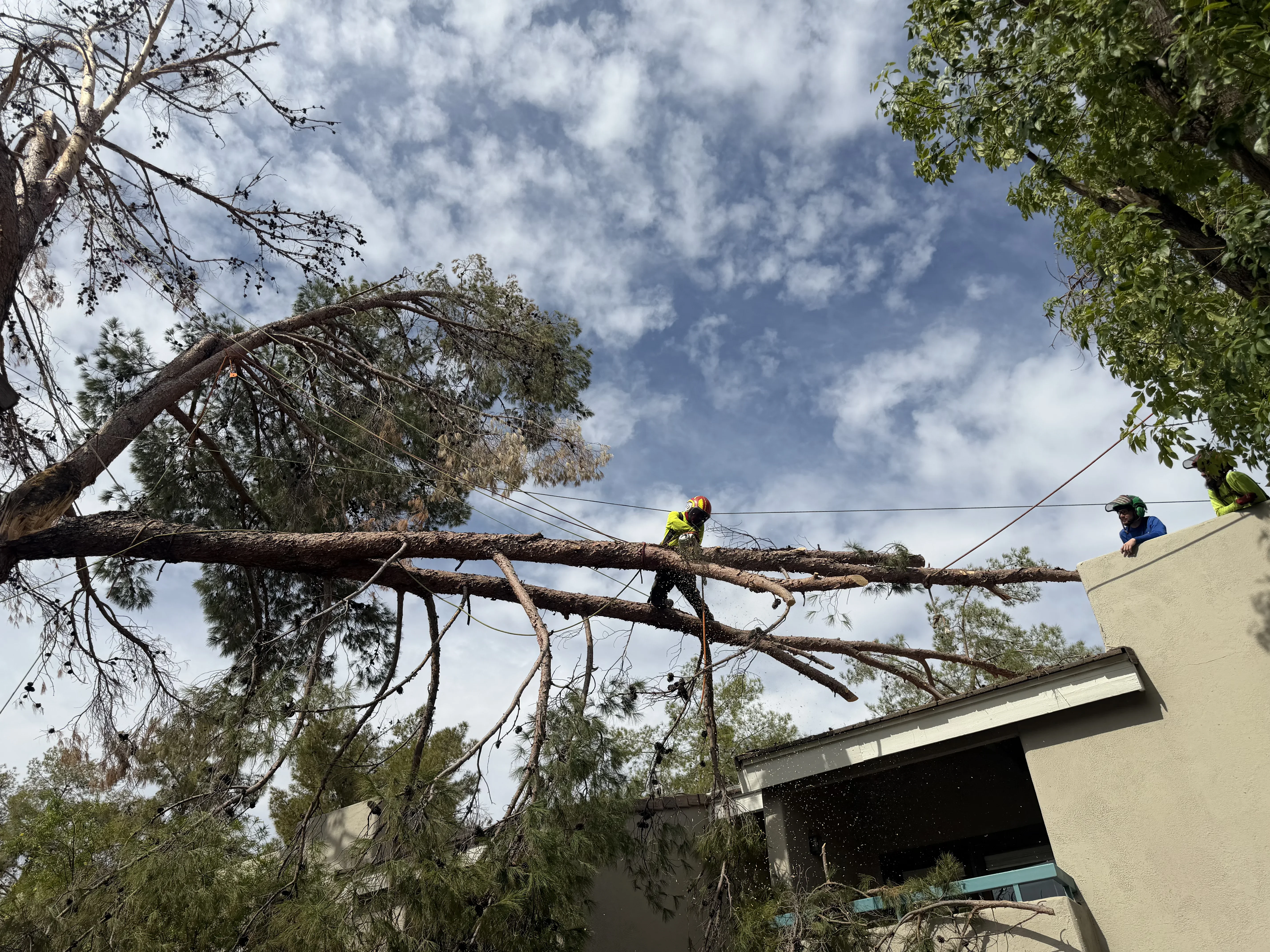 Arborist in yellow safety gear removing large tree limbs over residential building with rigging equipment