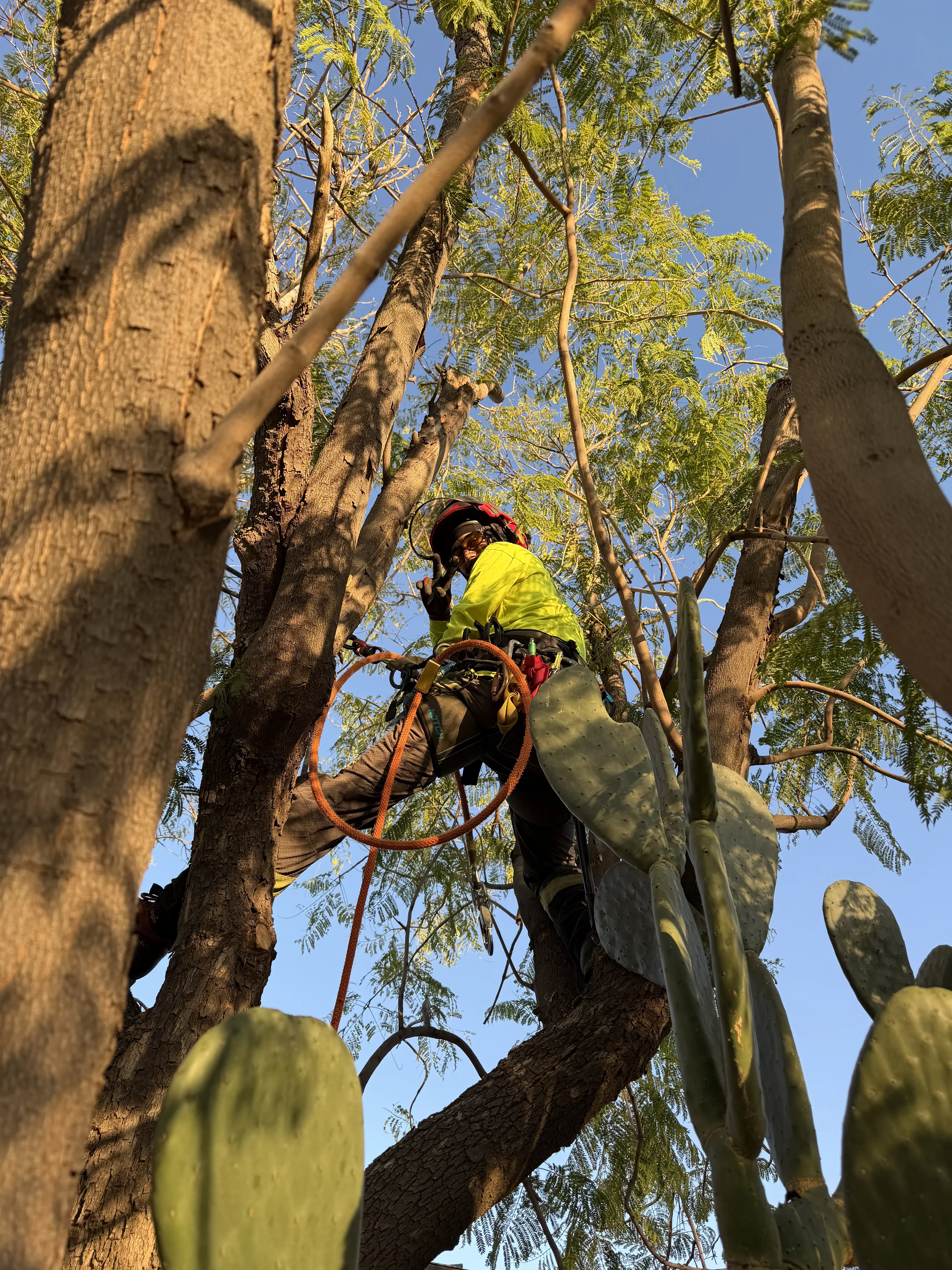 Arborist in safety harness climbing tree trunk with rope equipment