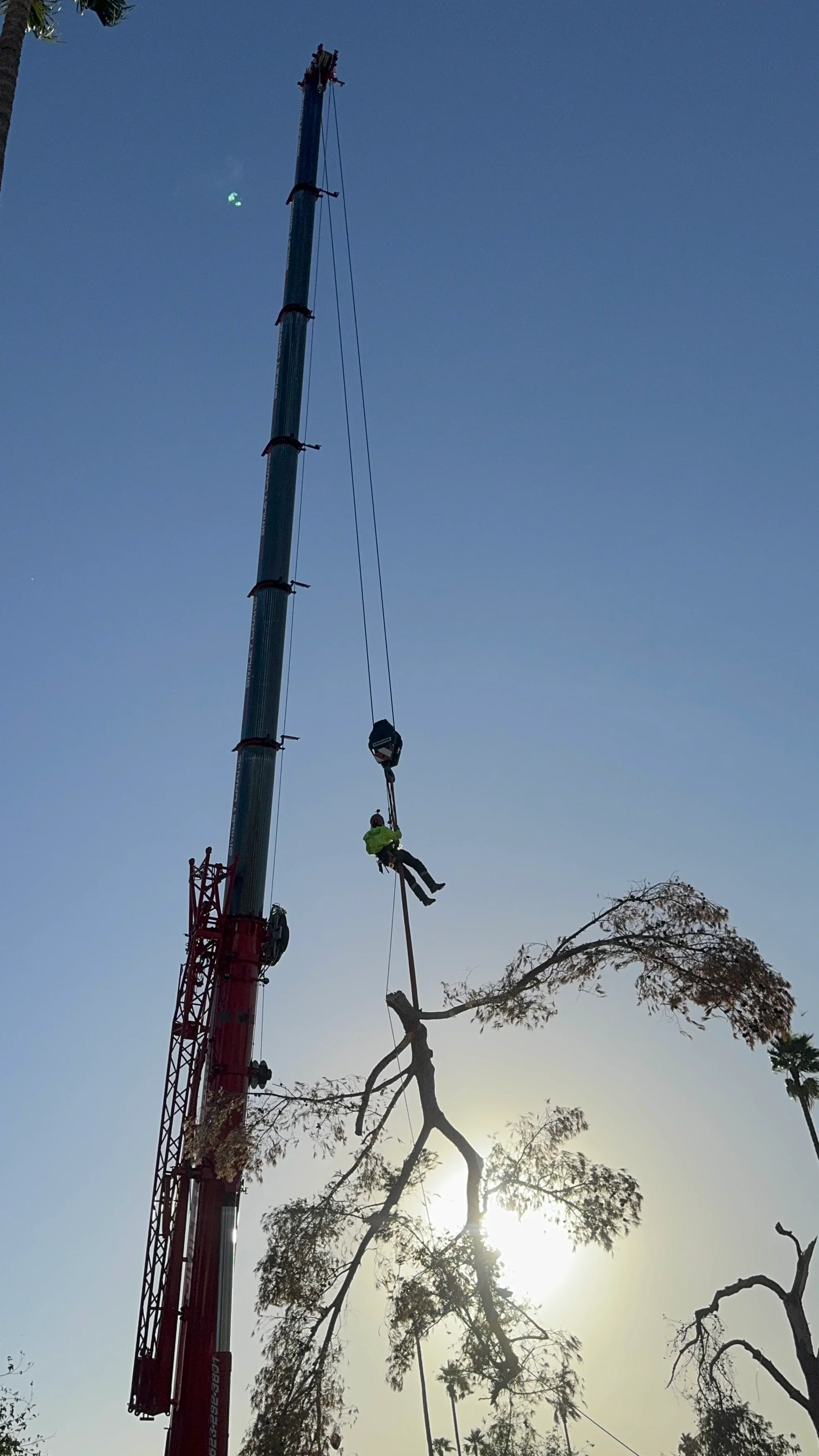 Arborist suspended by rope lowering tree section from crane during large tree removal