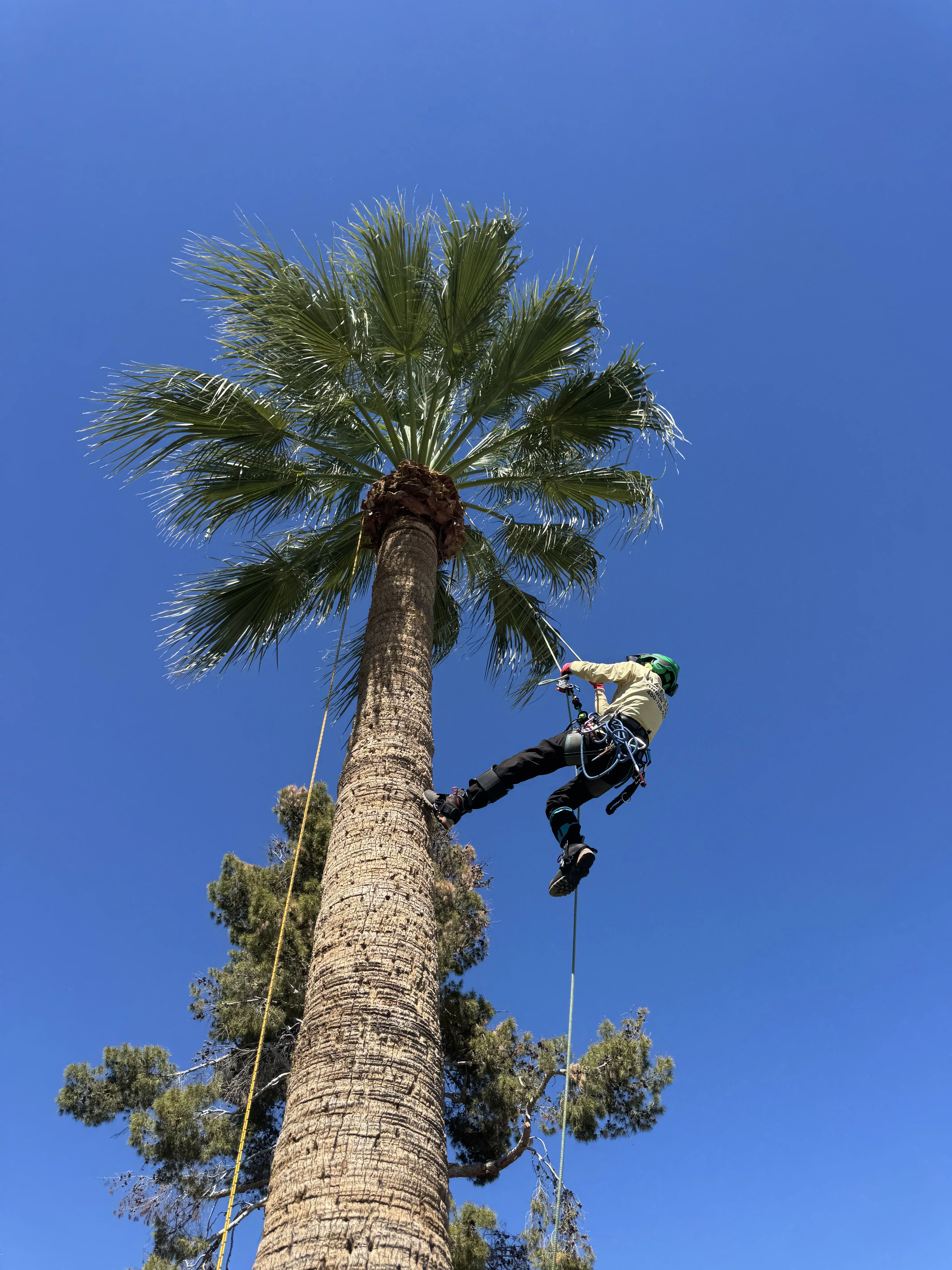 Arborist climbing tall palm tree with rope and safety harness against clear blue sky