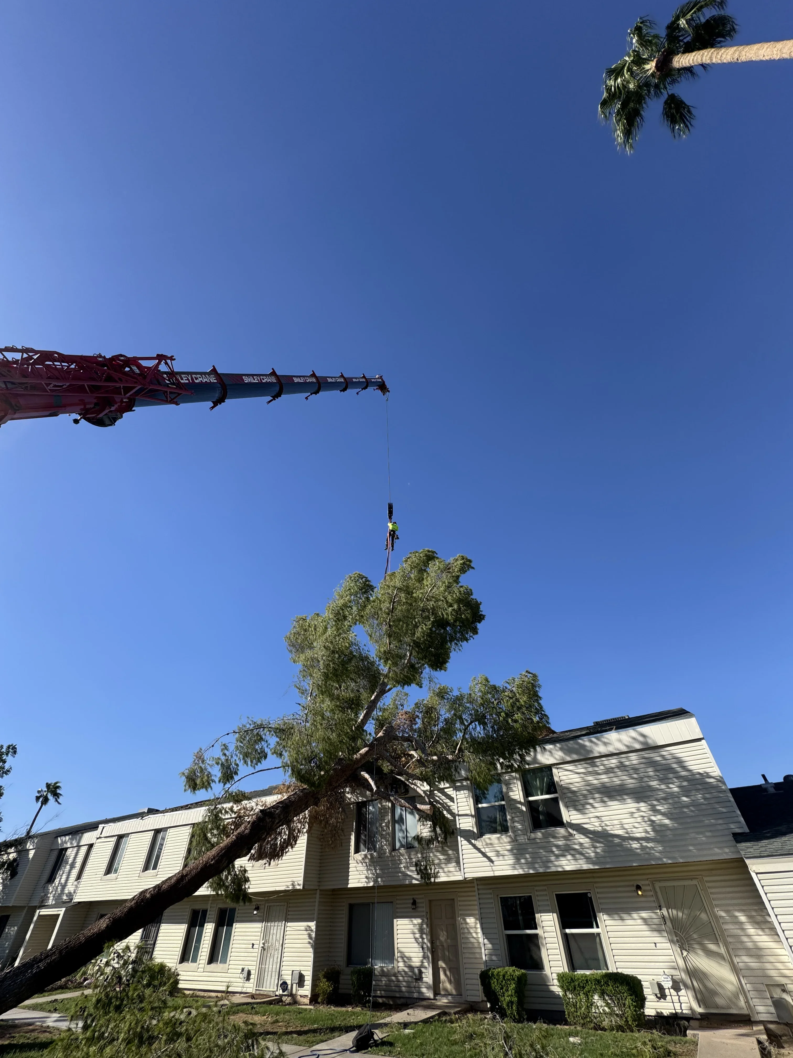 Crane removing large eucalyptus tree near residential home with rigging equipment