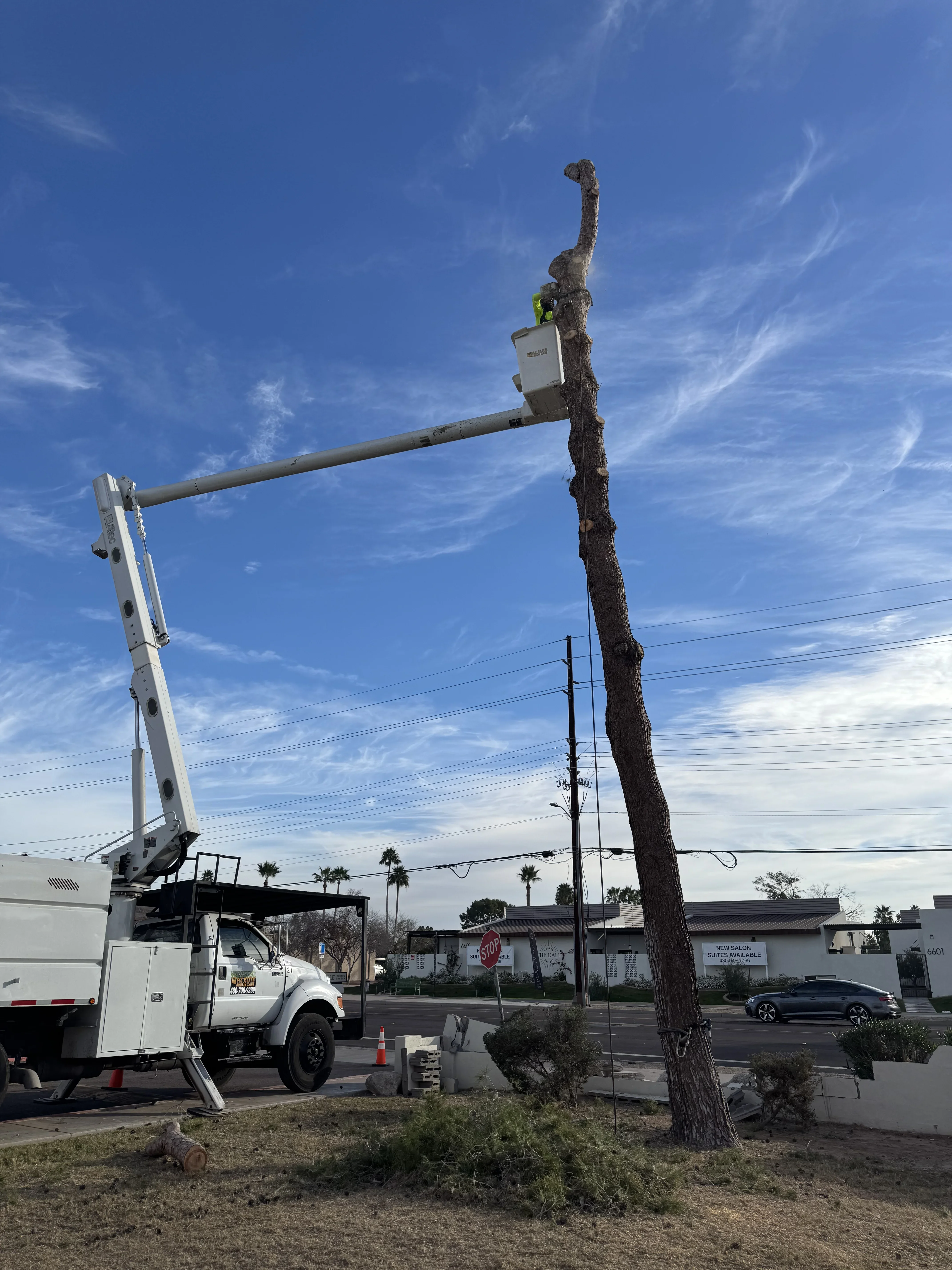Boom truck with extended crane removing tall tree trunk using rigging equipment