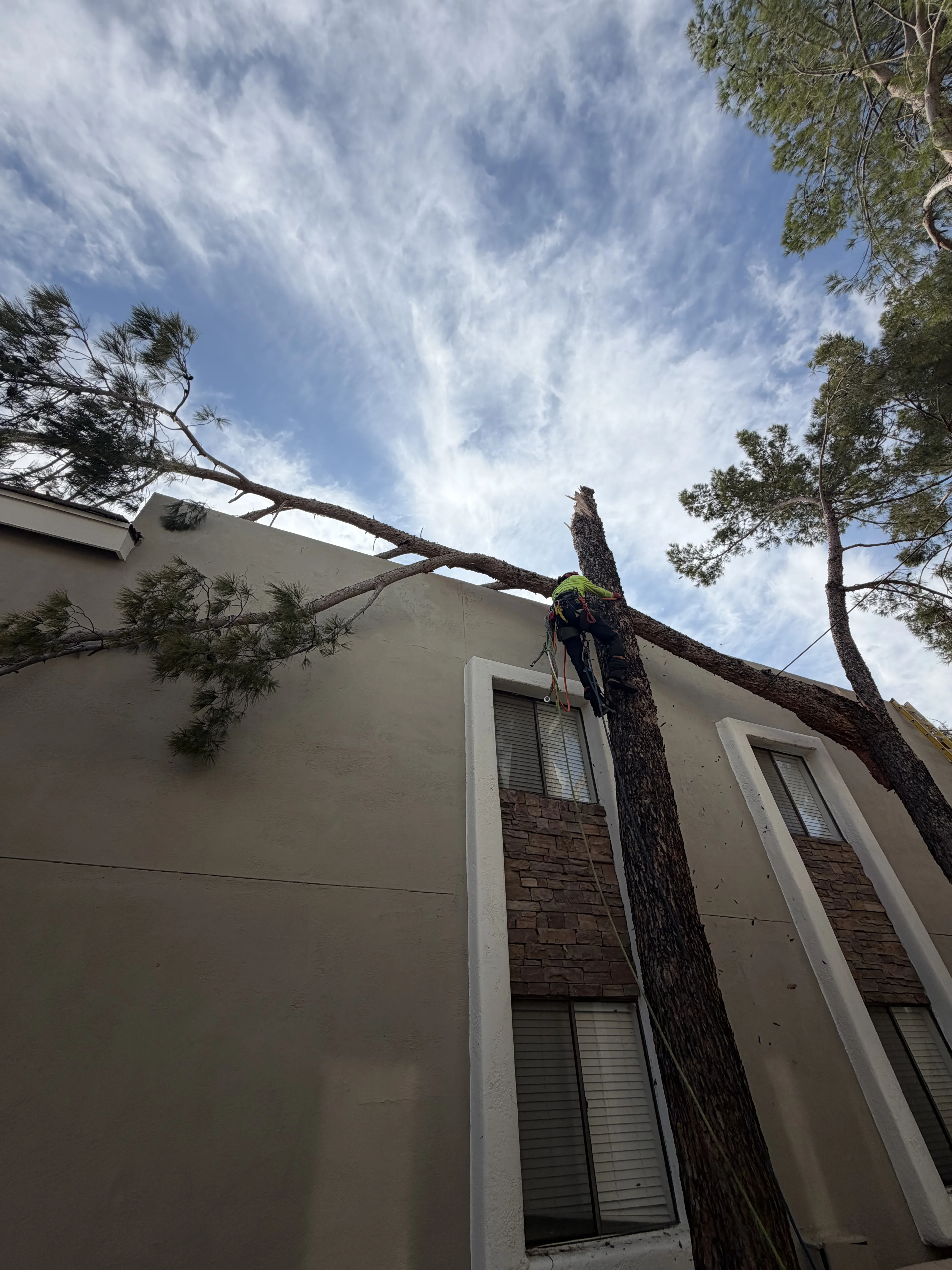 Arborist in safety harness removing large pine tree limb from residential roof
