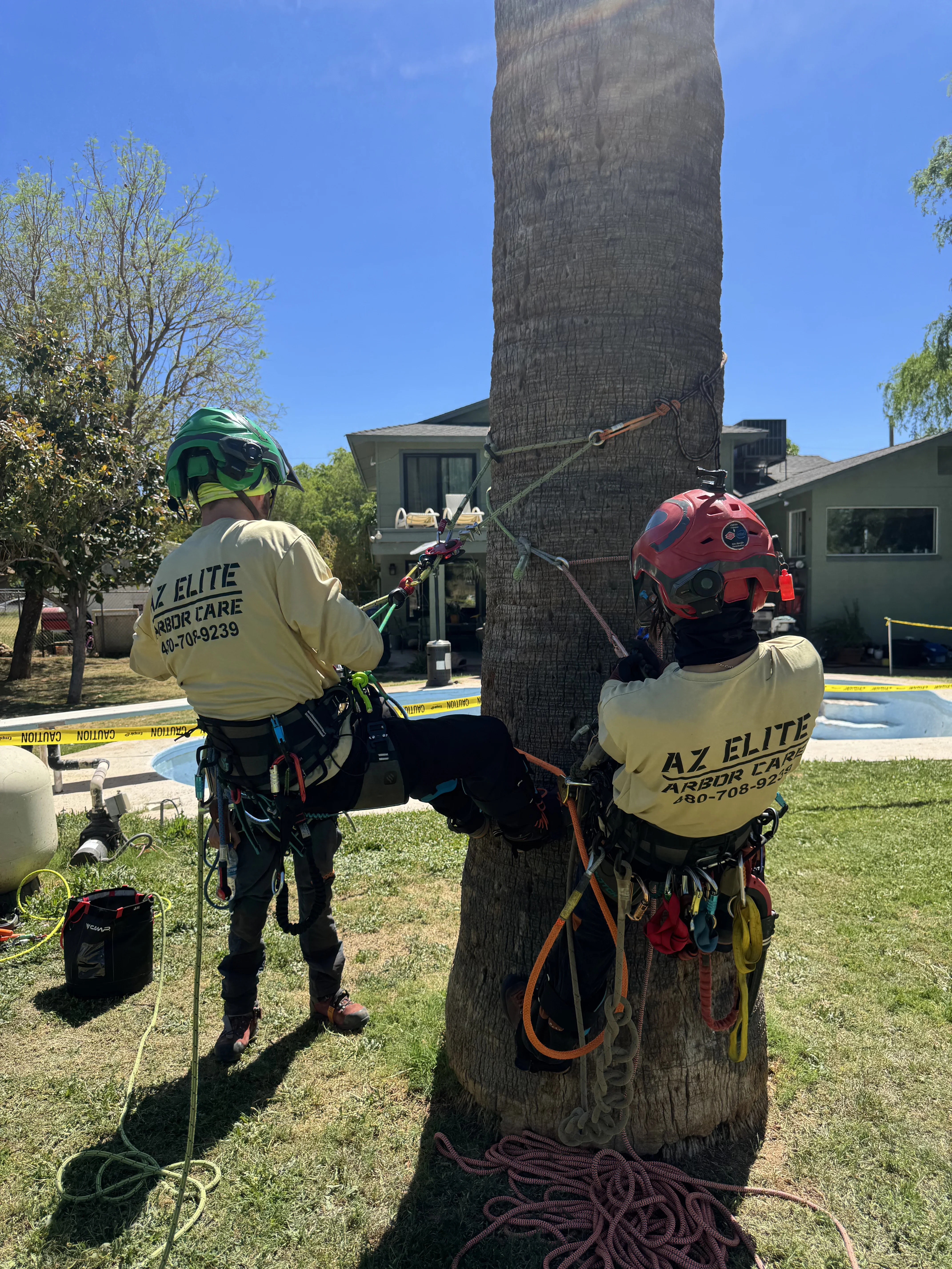 Two arborists in safety gear removing large palm tree with ropes and climbing equipment