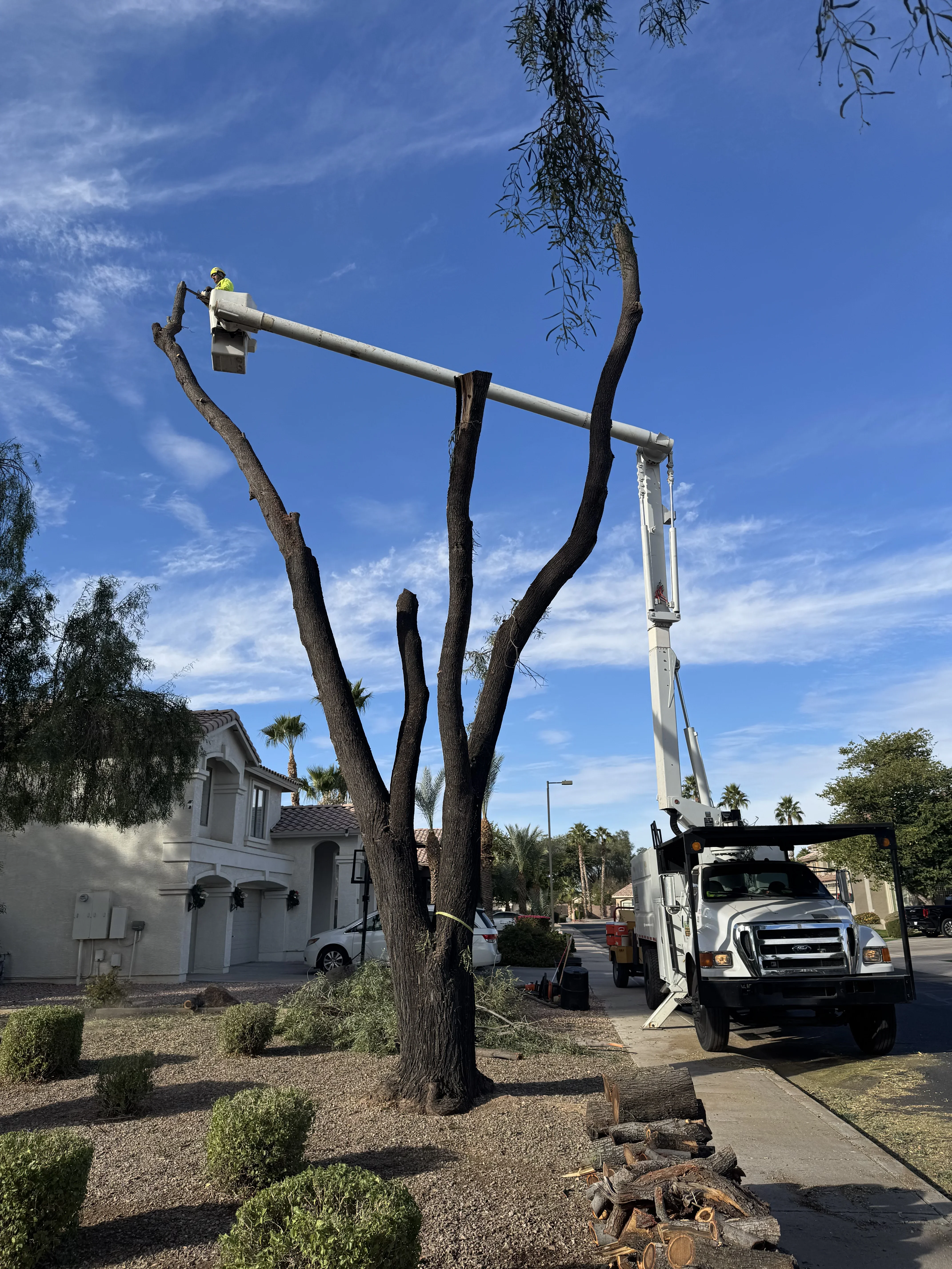 Bucket truck with operator pruning large mature tree branches, aerial lift work