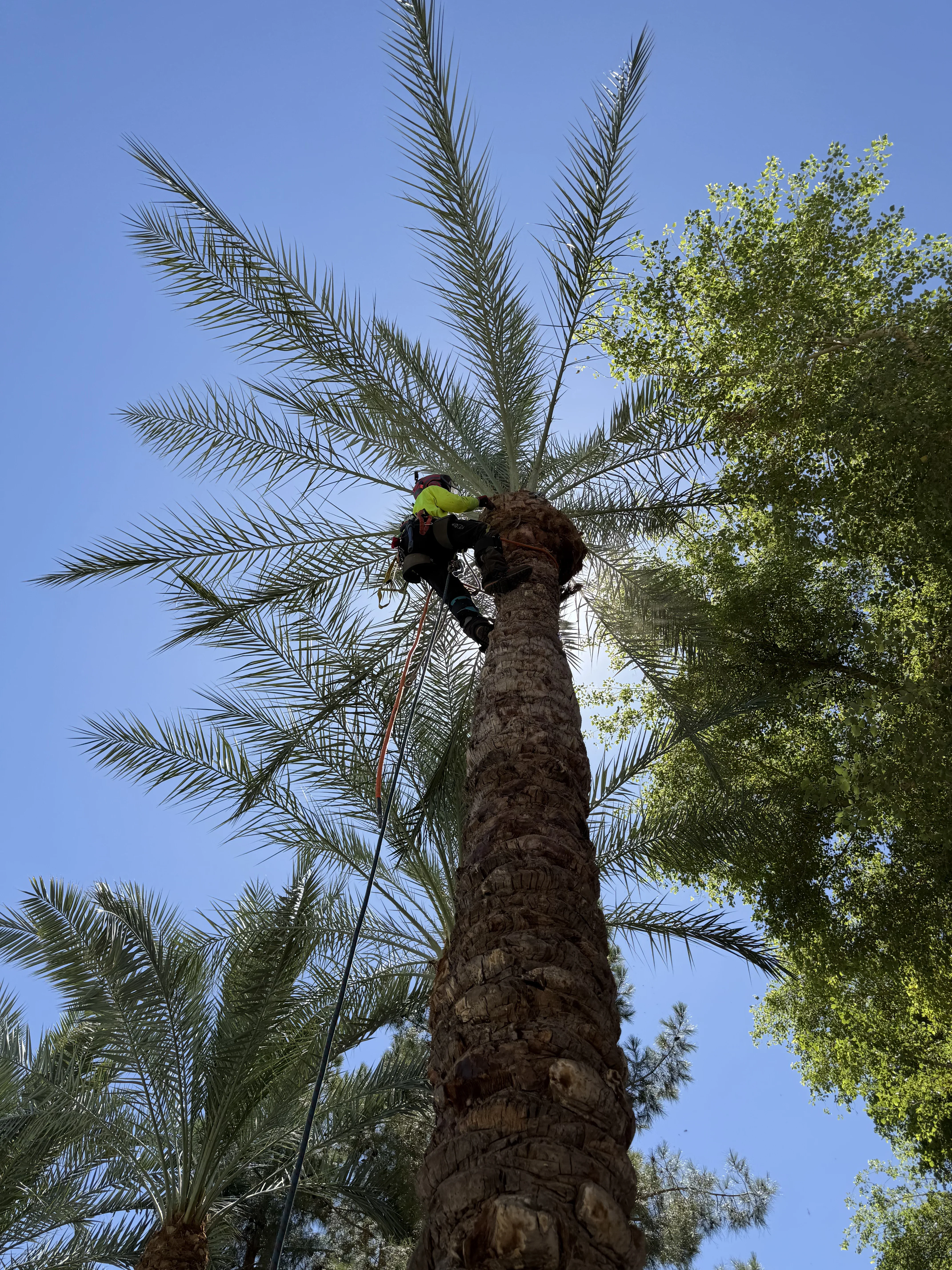 Arborist pruning palm tree fronds at height with safety equipment
