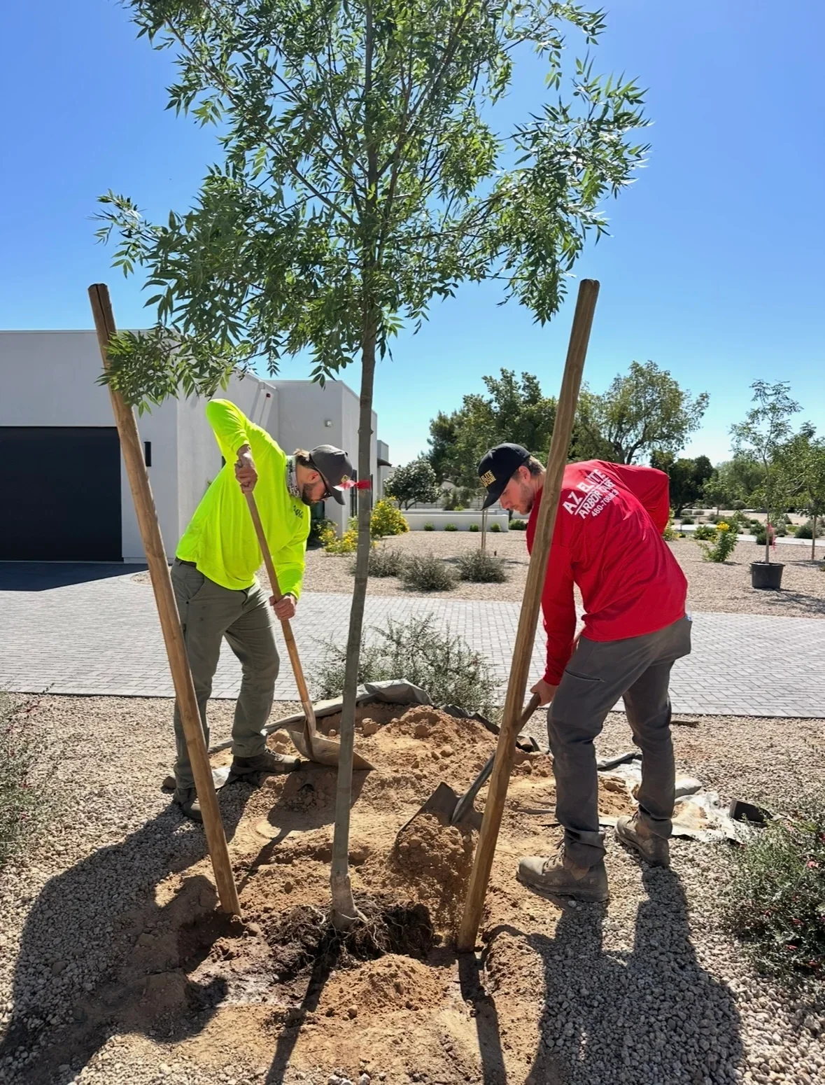 Two arborists staking and securing newly planted shade tree with wooden supports in prepared soil