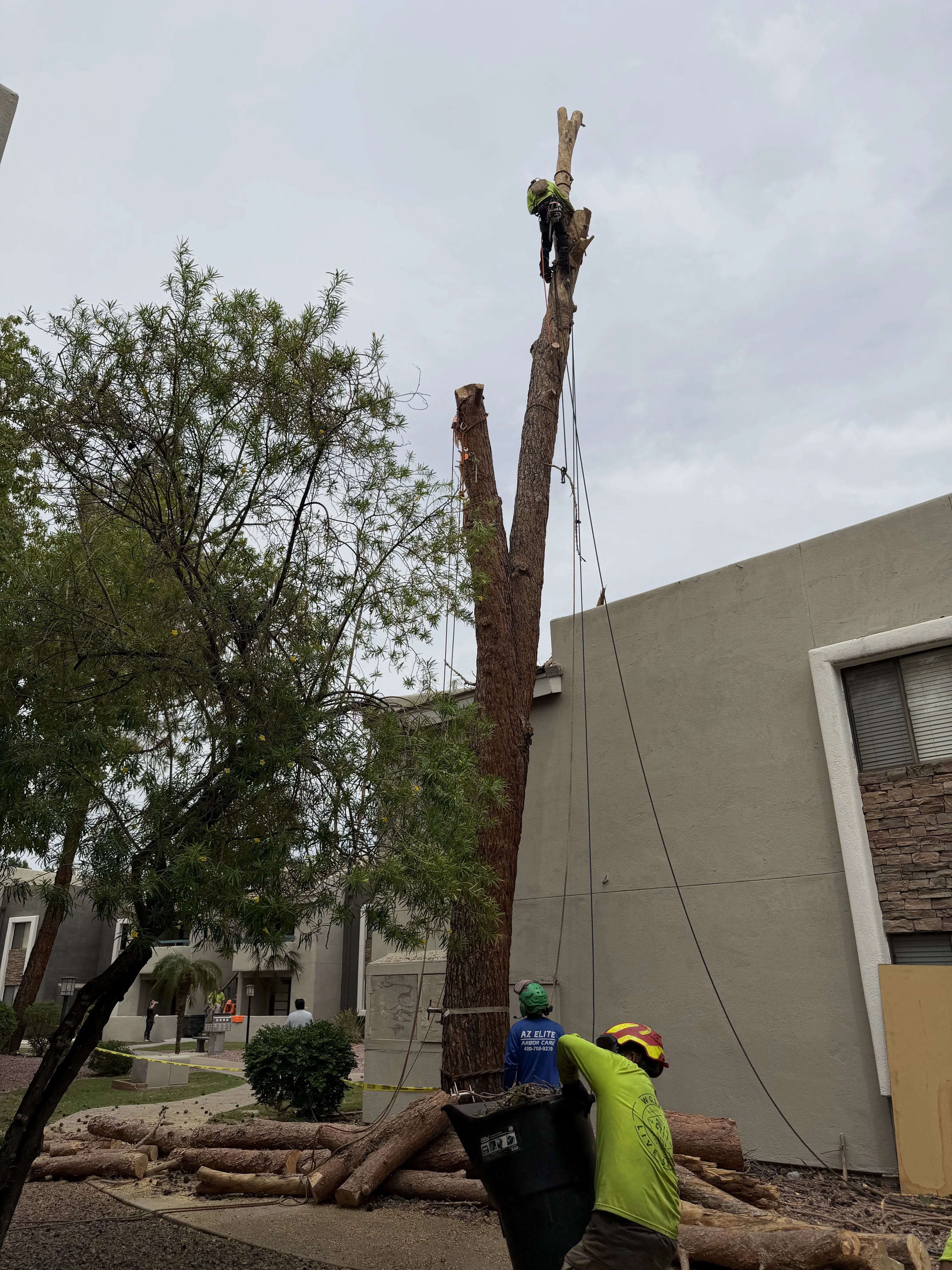 Arborist in safety gear removing large tree trunk with crane and rigging lines