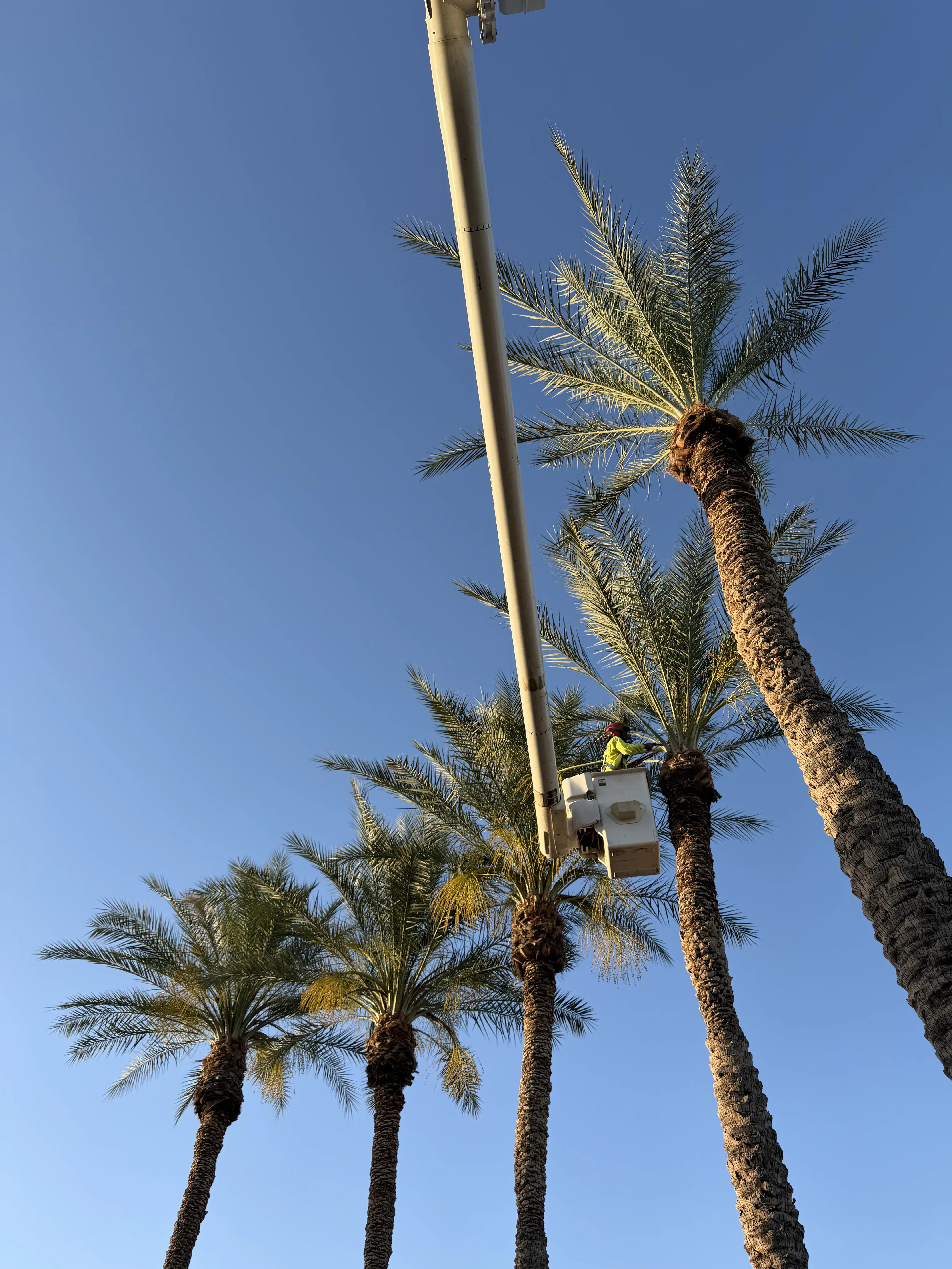 Arborist in bucket lift performing maintenance on tall date palm trees against clear sky